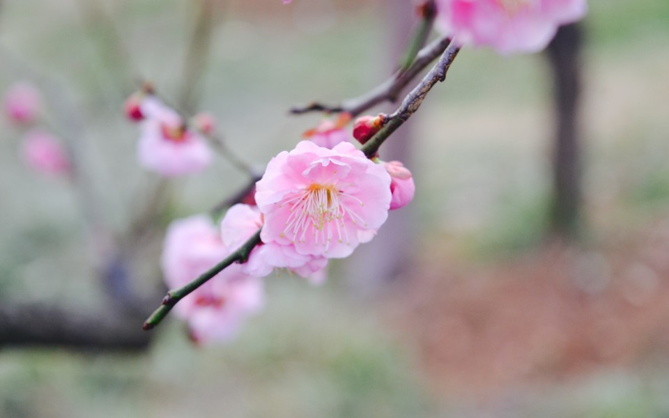 初春的诗词精选,描写初春的诗词佳句