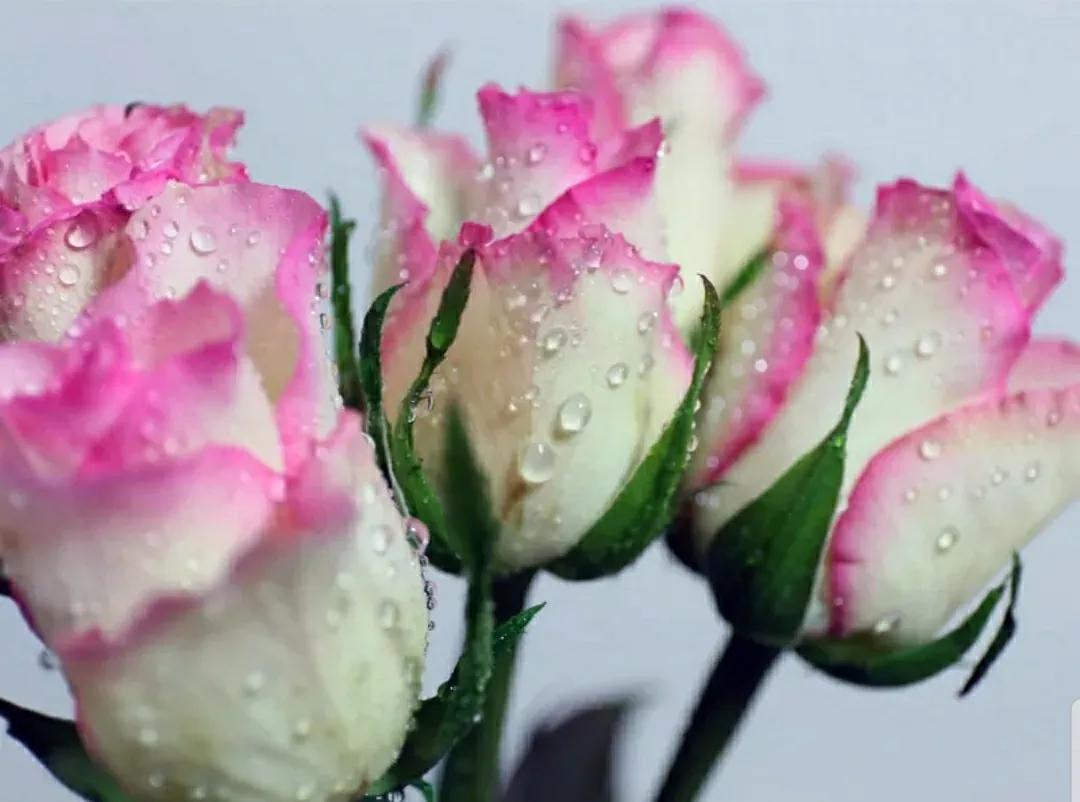 月季蔷薇玫瑰三者的区别图,蔷薇月季玫瑰的区别和联系