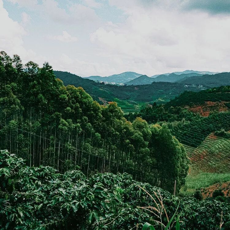 云南咖啡在追寻一个怎么样的“精品化”？