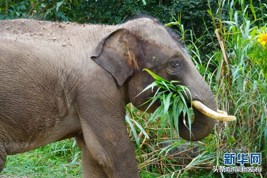 cop15第二次会议,cop15云南会场