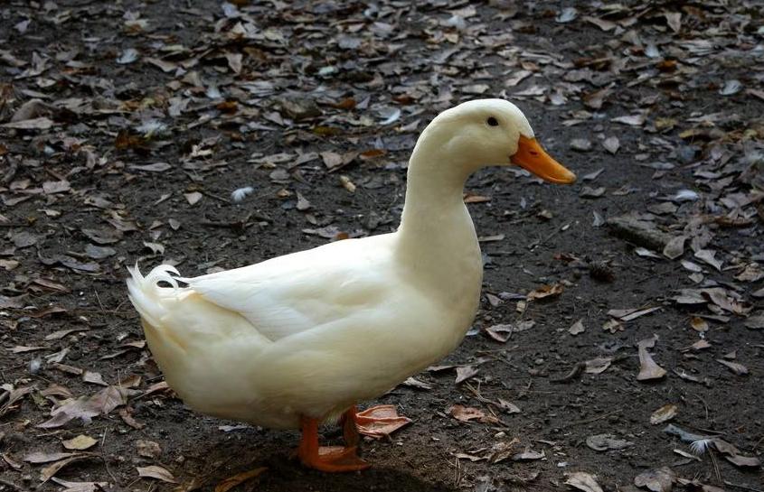 鸭子生软壳蛋怎么办,鸭子产蛋吃什么的