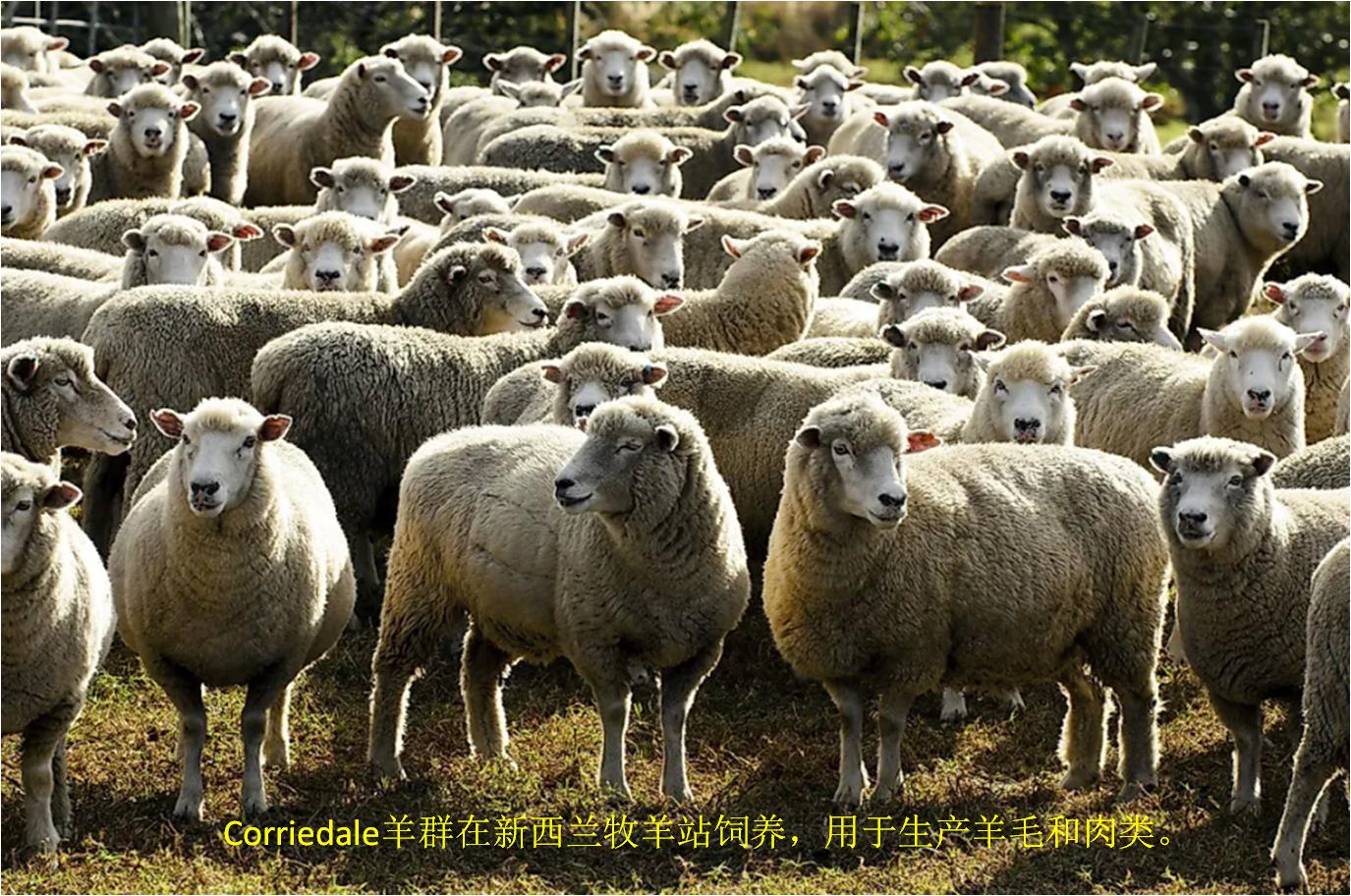 羊毛出口量最高的国家,世界最大的羊毛出口国是哪个