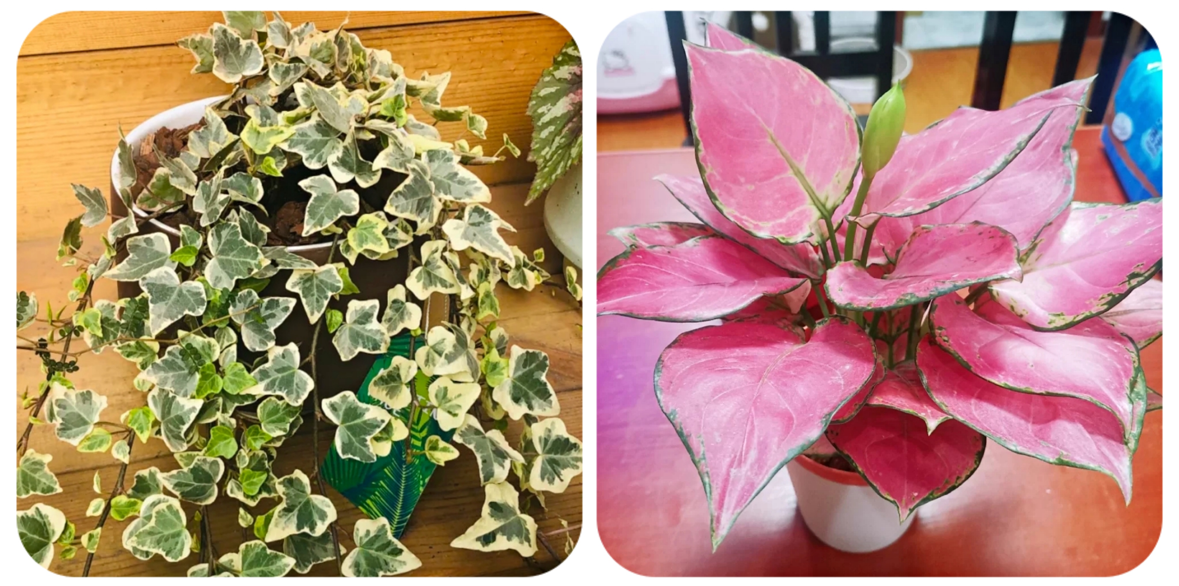 阳台上可以种什么蔬果,阳台上适合种的蔬果