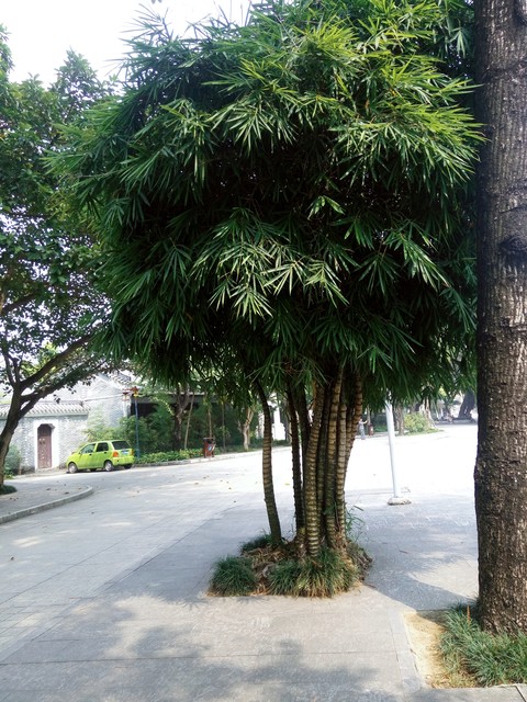 罗汉竹盆景,罗汉竹