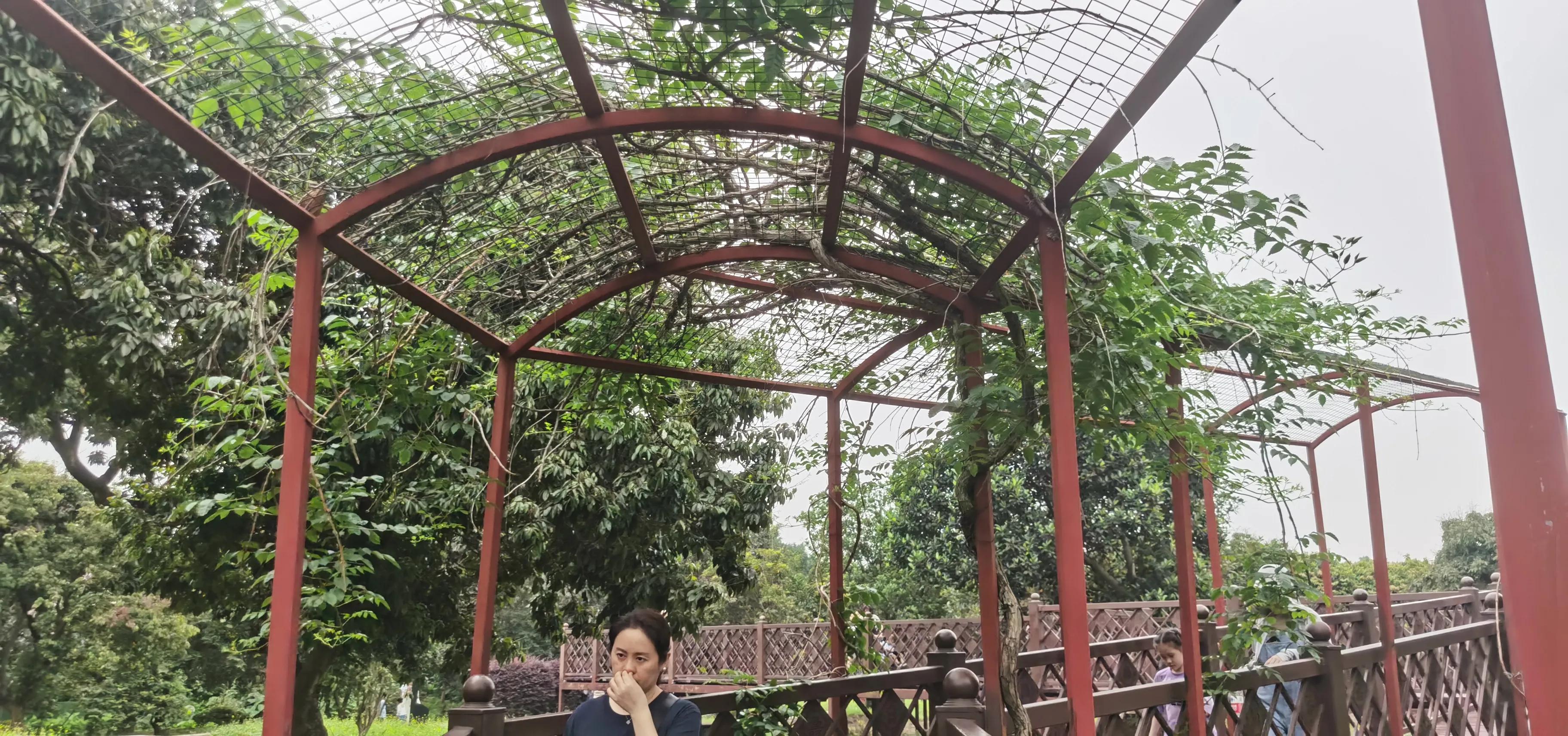 海珠湖湿地公园观鸟,海珠湖湿地公园地图