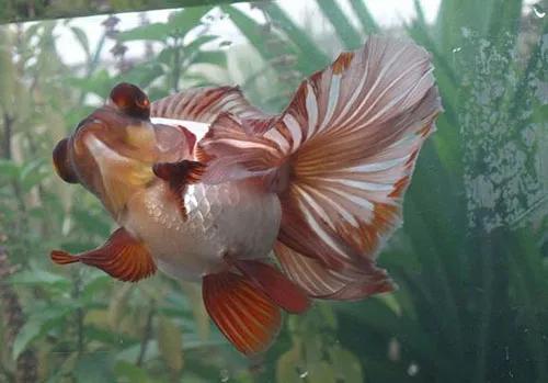 家里养金鱼经常死是什么原因,家里养金鱼是养单数还是双数