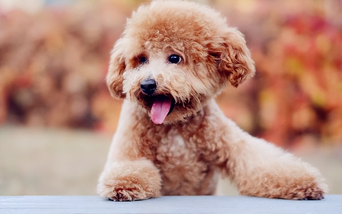 泰迪犬怎么看年龄段表,泰迪犬牙齿年龄对照表