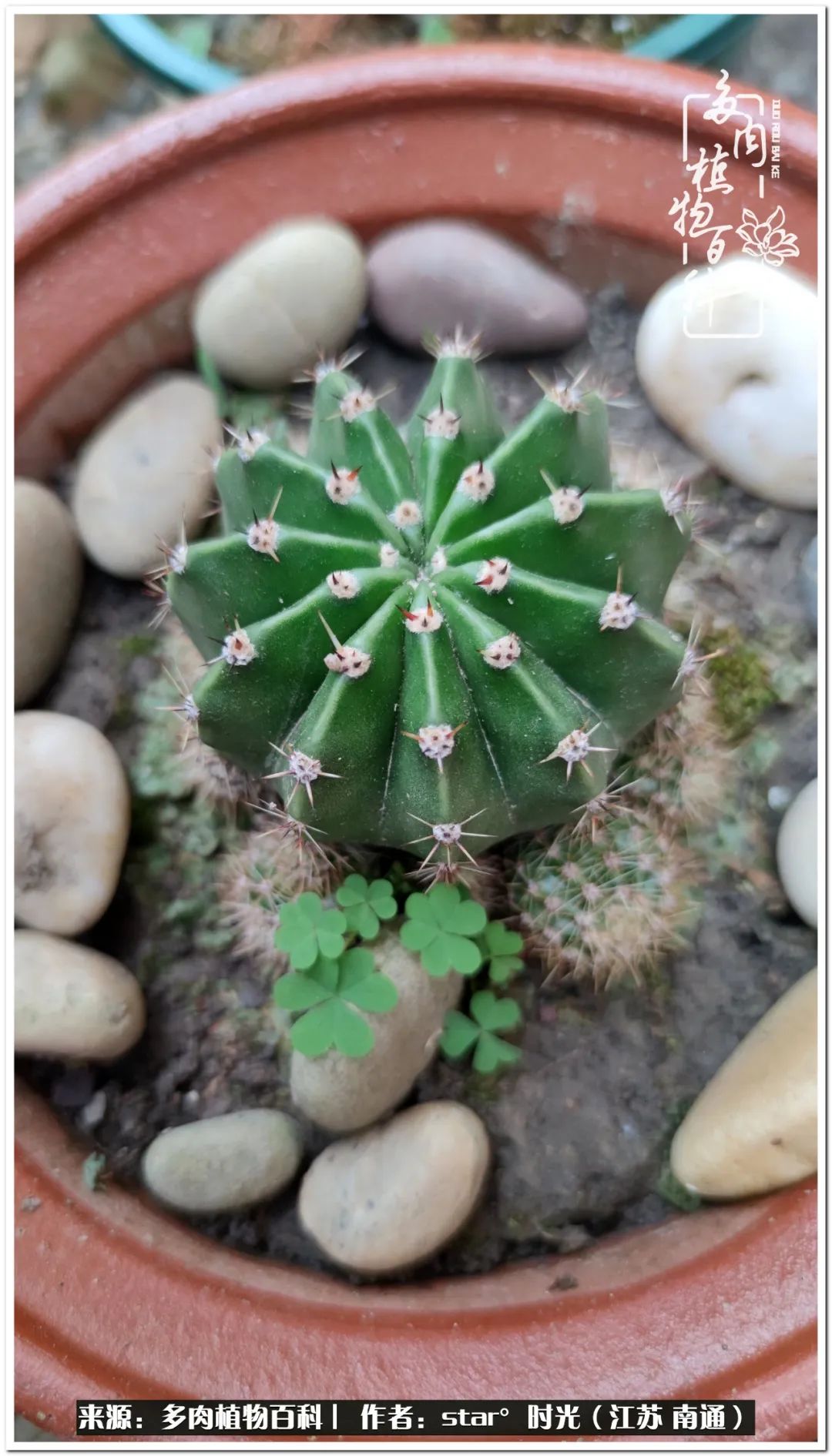 养花草怡心怡情,一棵多肉治愈心情