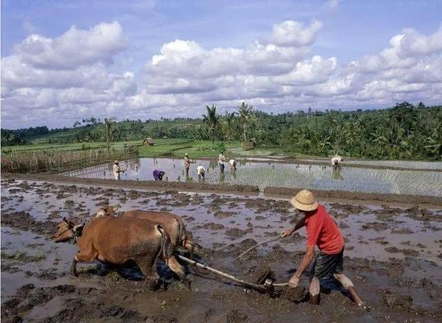 没有耕坏的地只有累死牛英文,没有耕坏的地只有累死牛