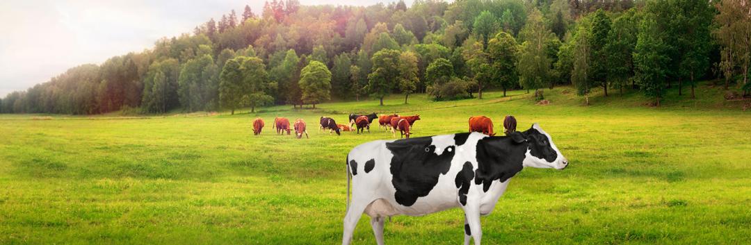 撼动浙江早餐铺子的，是这家卖面包的奶吧