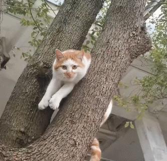 全世界唯一一只世界上最大的猫,世界上最小的体型最大的猫