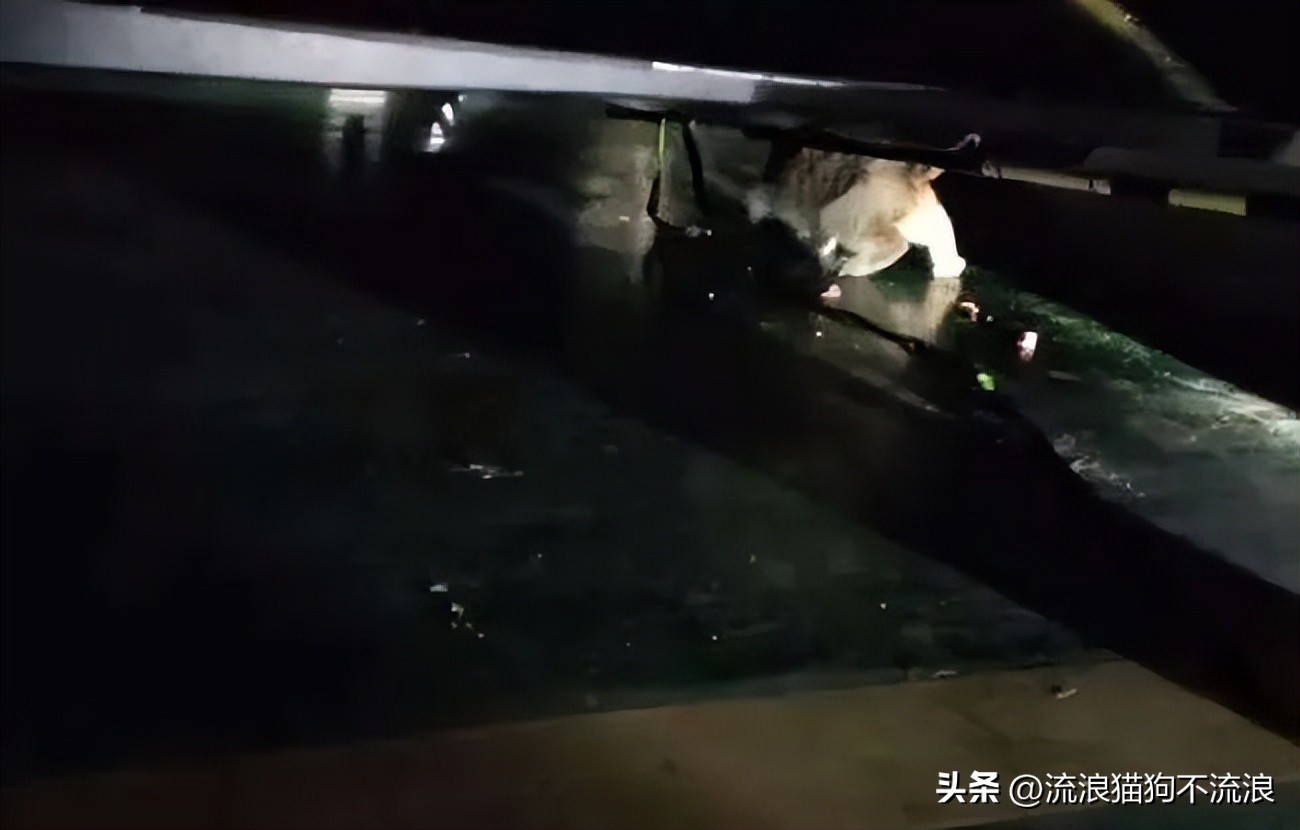 美短猫从三楼摔下来后续,美短猫被抛弃后见到旧主人