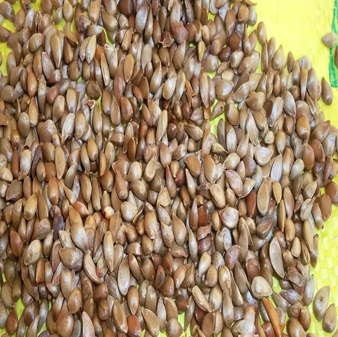 破除植物休眠的方法,如何打破种子休眠