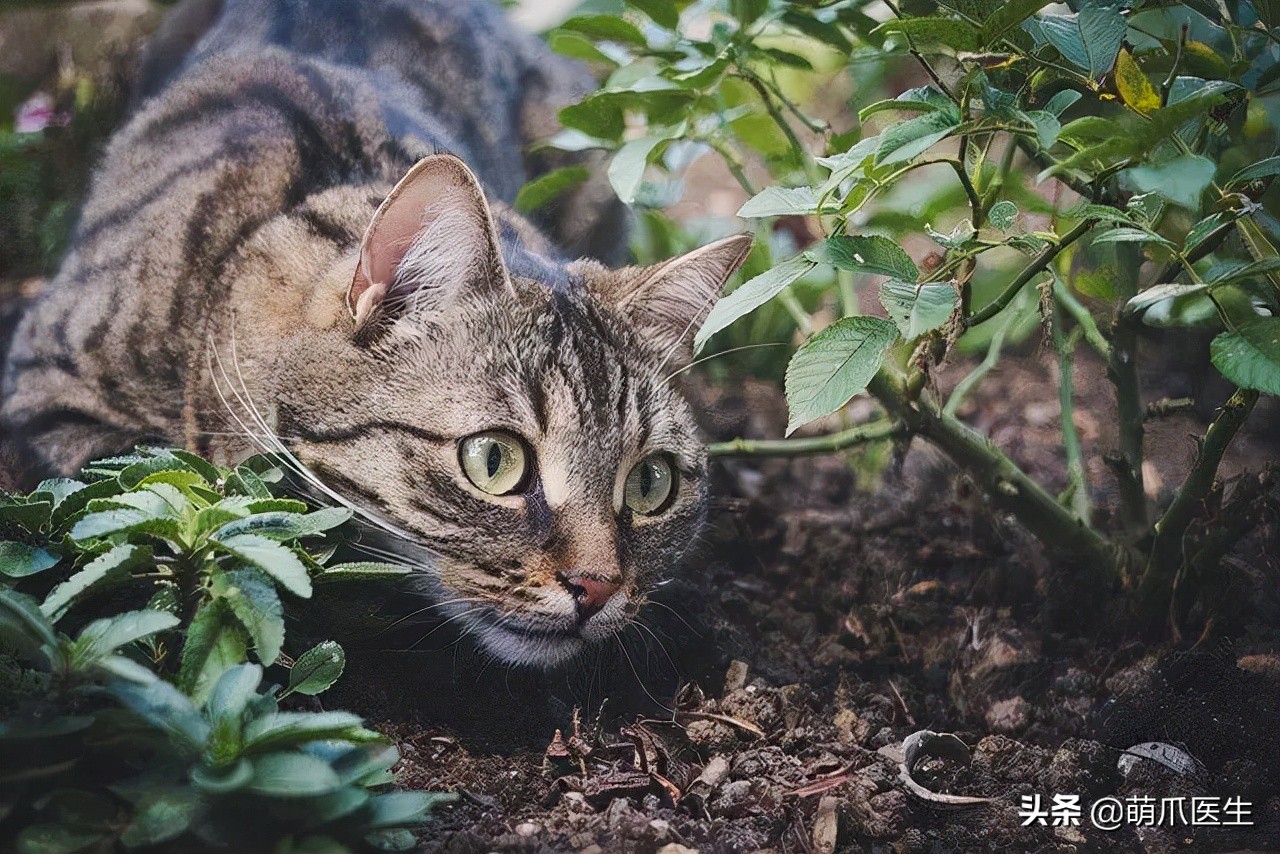 我的猫丢了拿回来要钱怎么办,我的猫丢了隐晦的意思