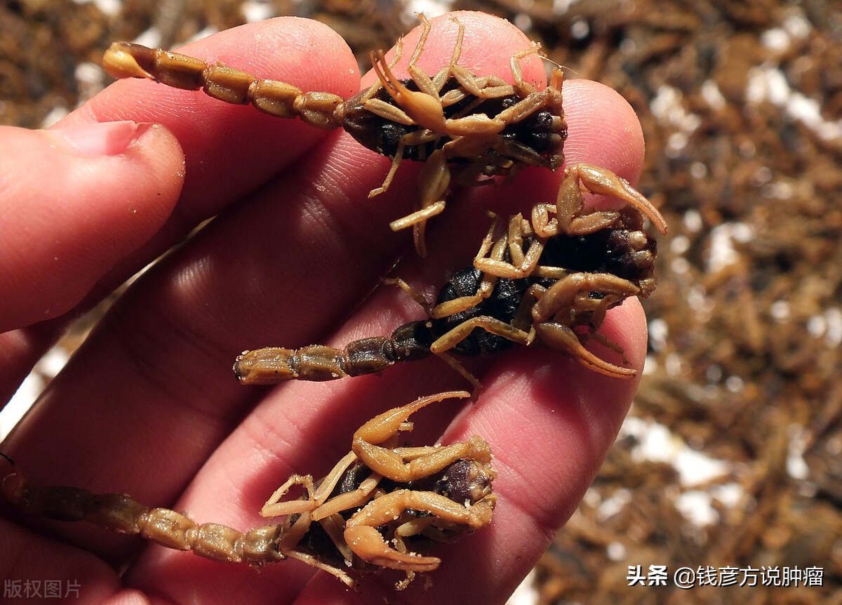 有一种治百病的虫子,自然世界的寄生虫