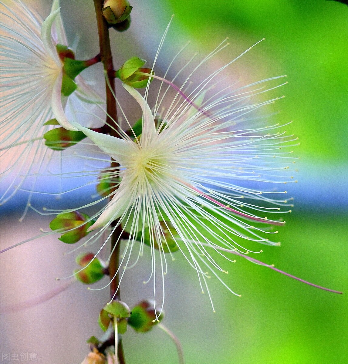 玉蕊树的花有什么功效,植物玉如意花的寓意和象征