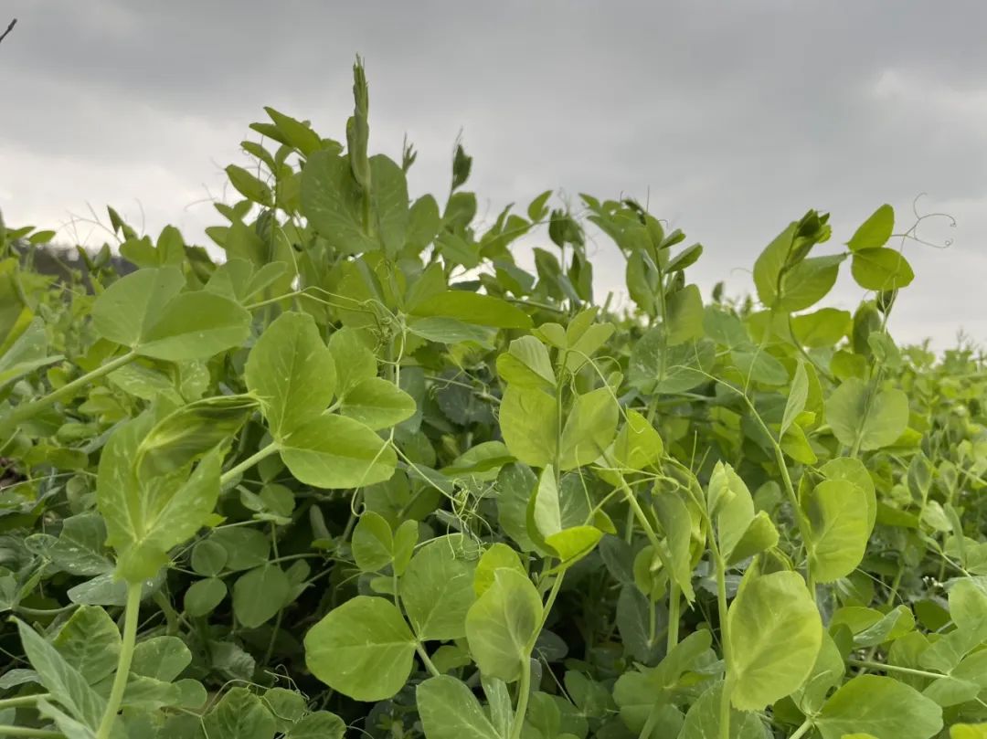 成都旅游豌豆尖,成都仰天窝近郊爬山推荐
