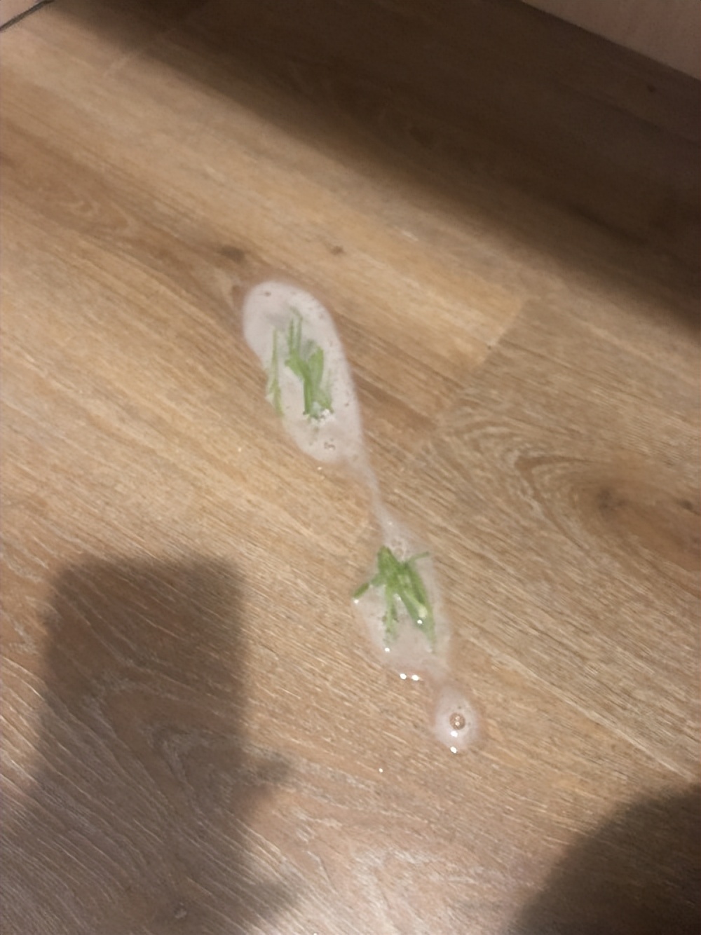 猫吃猫草后需要吐几天,猫咪猫草吃多了会嗜睡吗