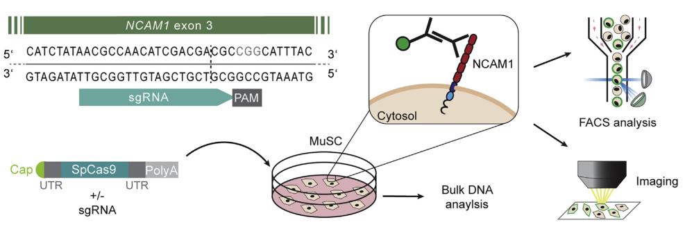 肌肉基因编辑,基因治疗与干细胞