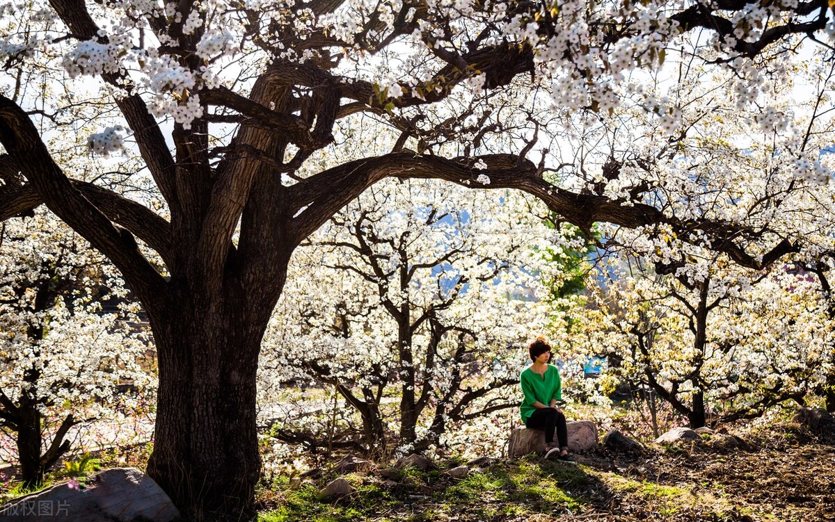10首春游诗词看古人春天有多浪漫,十首最美春日诗词邂逅最美春愁