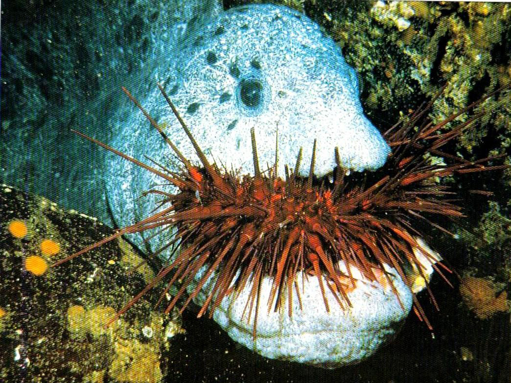 26张离奇动物照片：克苏鲁大人在沙滩爬行，货轮撞翻鲸鱼