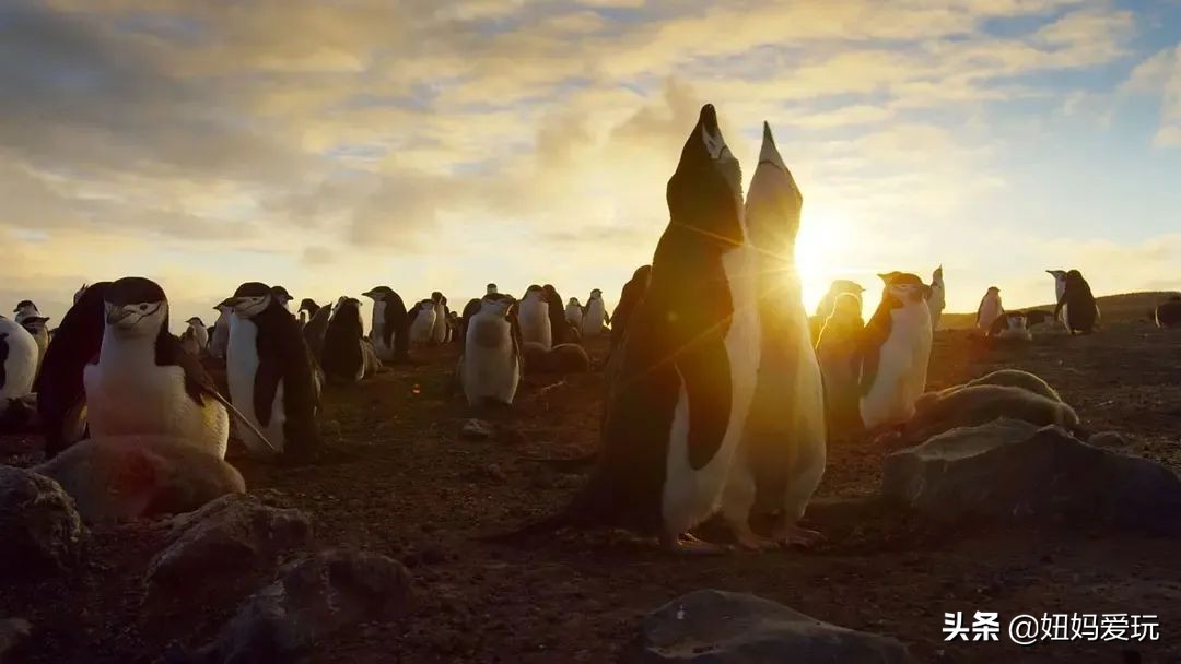 带你真切看人间的宝藏纪录片top10,十一长假适合带孩子看的纪录片