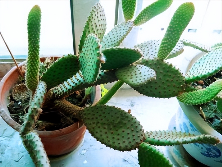 哪些花盆栽能吸甲醛呢图片,种什么盆栽能吸甲醛