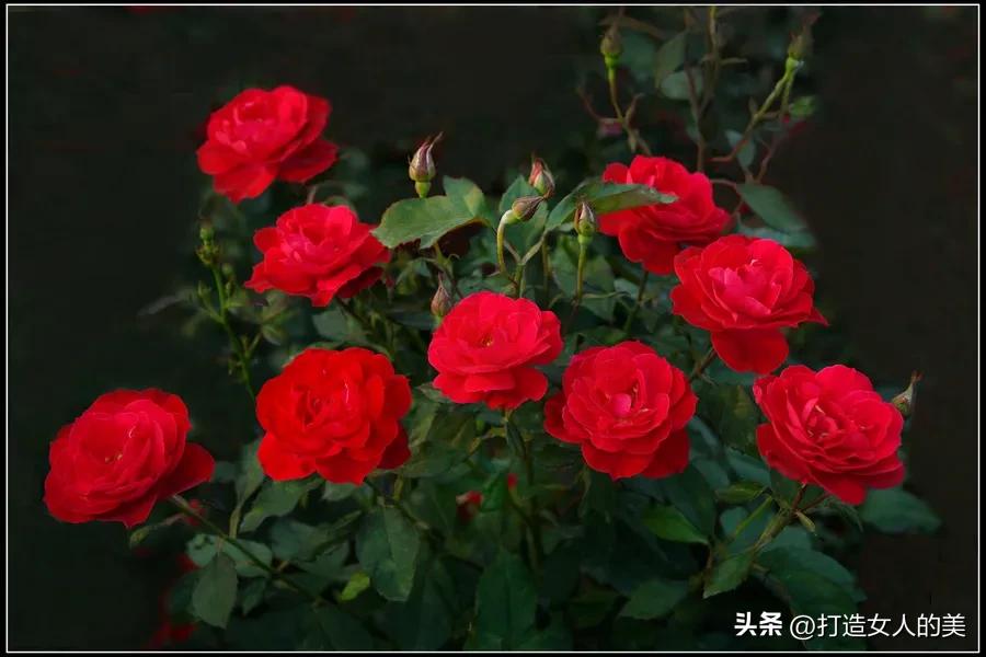 九朵玫瑰花多少钱,九朵玫瑰花束包装