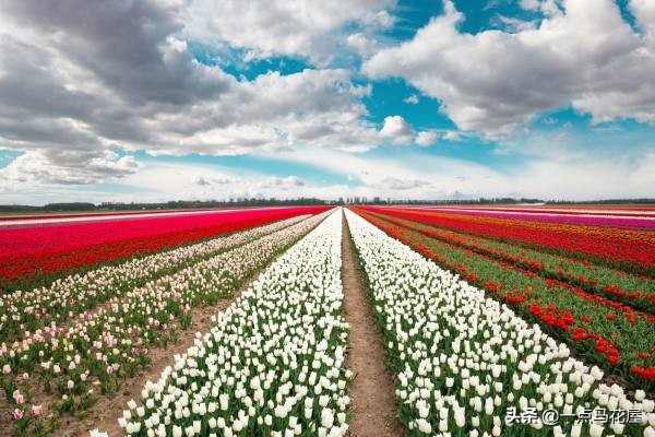 夜皇后郁金香,郁金香粉红皇后