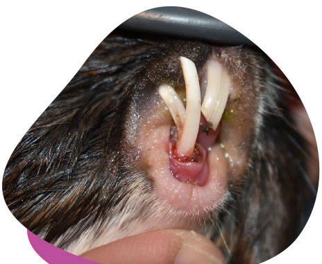 豚鼠呼吸道与肠胃病怎样预防,豚鼠消化疾病