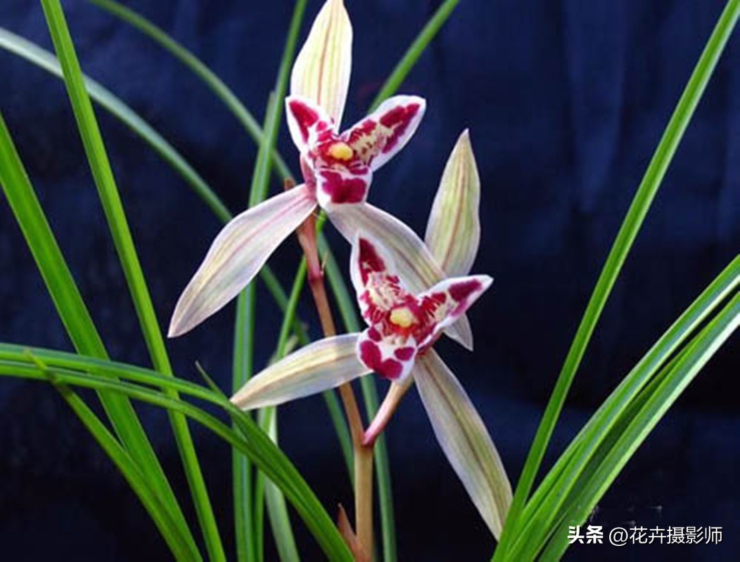 云南一姑娘，养了一盆“玉兔兰”走红，一款花有两种意境，太震撼