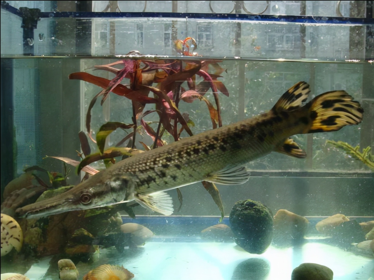 恶魔之花入侵四川,恶魔之花在加拿大为什么没有成灾