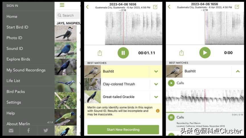 中国鸟类识别app,懂鸟全球鸟类识别app