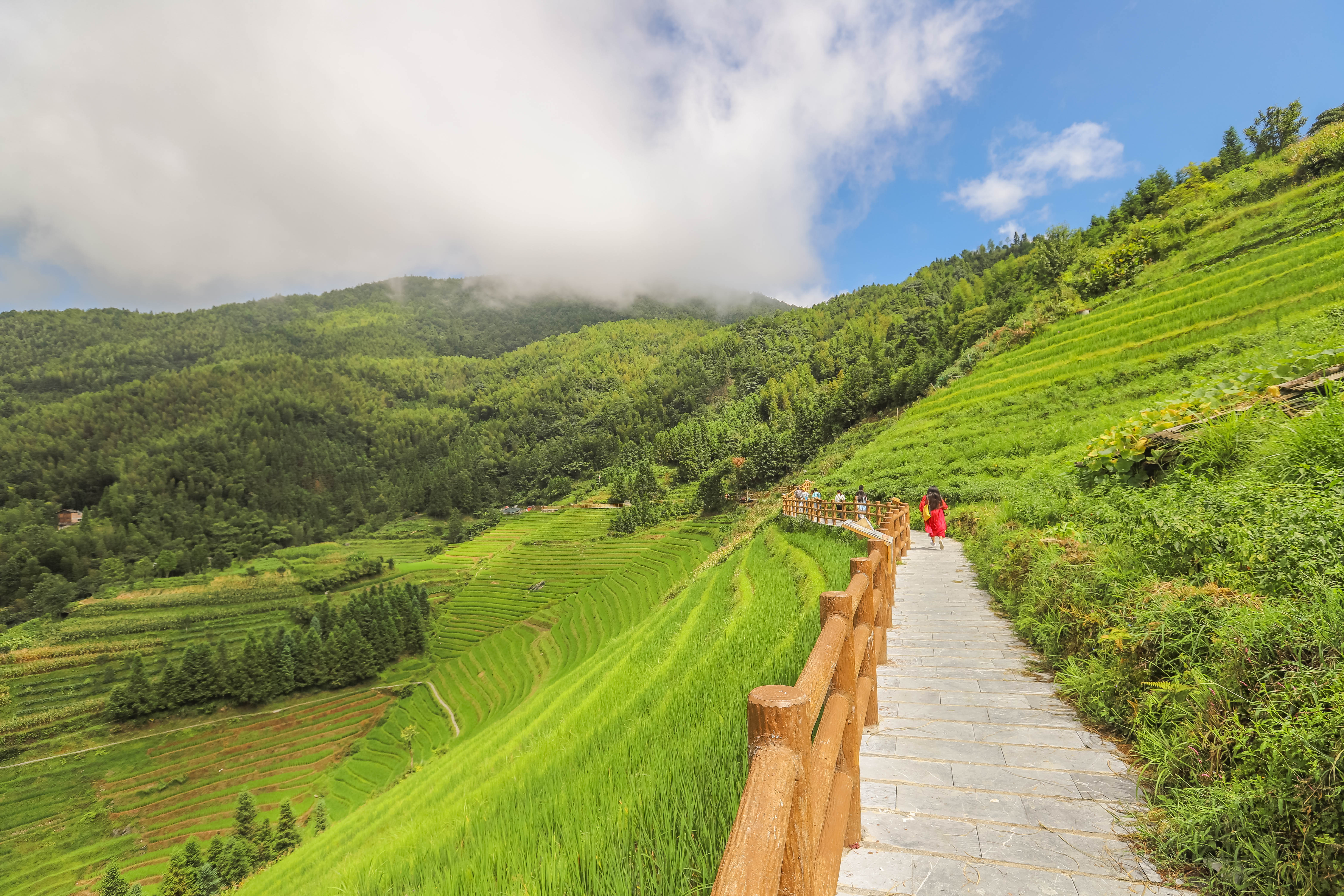 龙脊水稻梯田图片,龙脊水稻