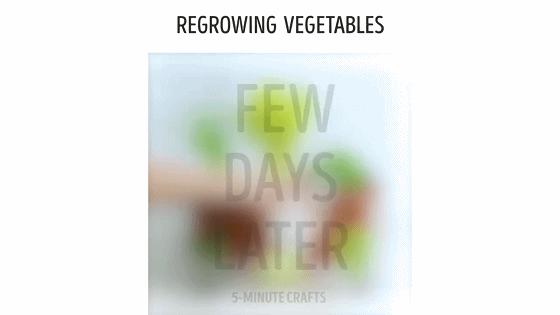 家庭阳台各种各样蔬菜种植视频,阳台种蔬菜需要加微生物有机肥吗