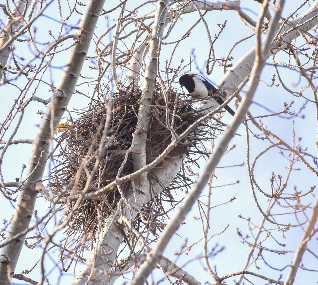 为啥乌鸦不敢招惹喜鹊,喜鹊凶猛