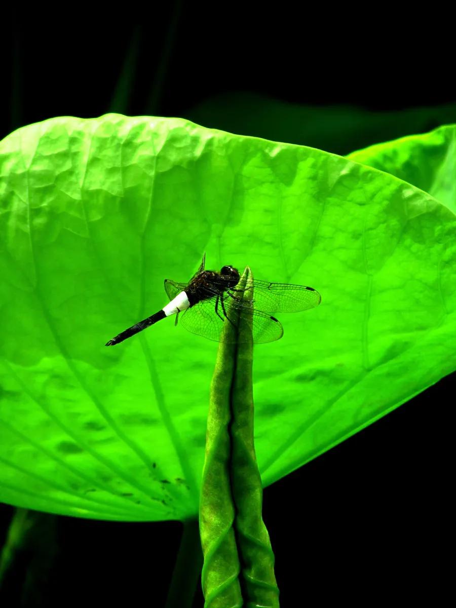 莲出淤泥而不染濯清涟而不妖,荷花出泥而不染芙蓉出水更娇艳