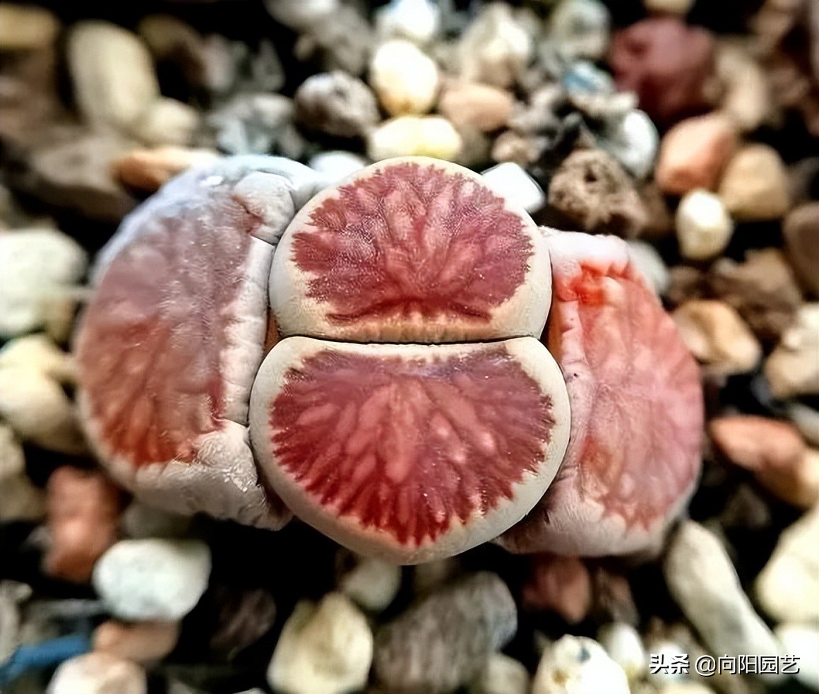 养生石花，不要人工扒皮，放在太阳下暴晒，利用光照自然退皮