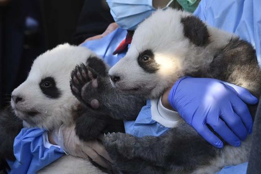 大熊猫只有中国养得起吗,大熊猫一年花费多少