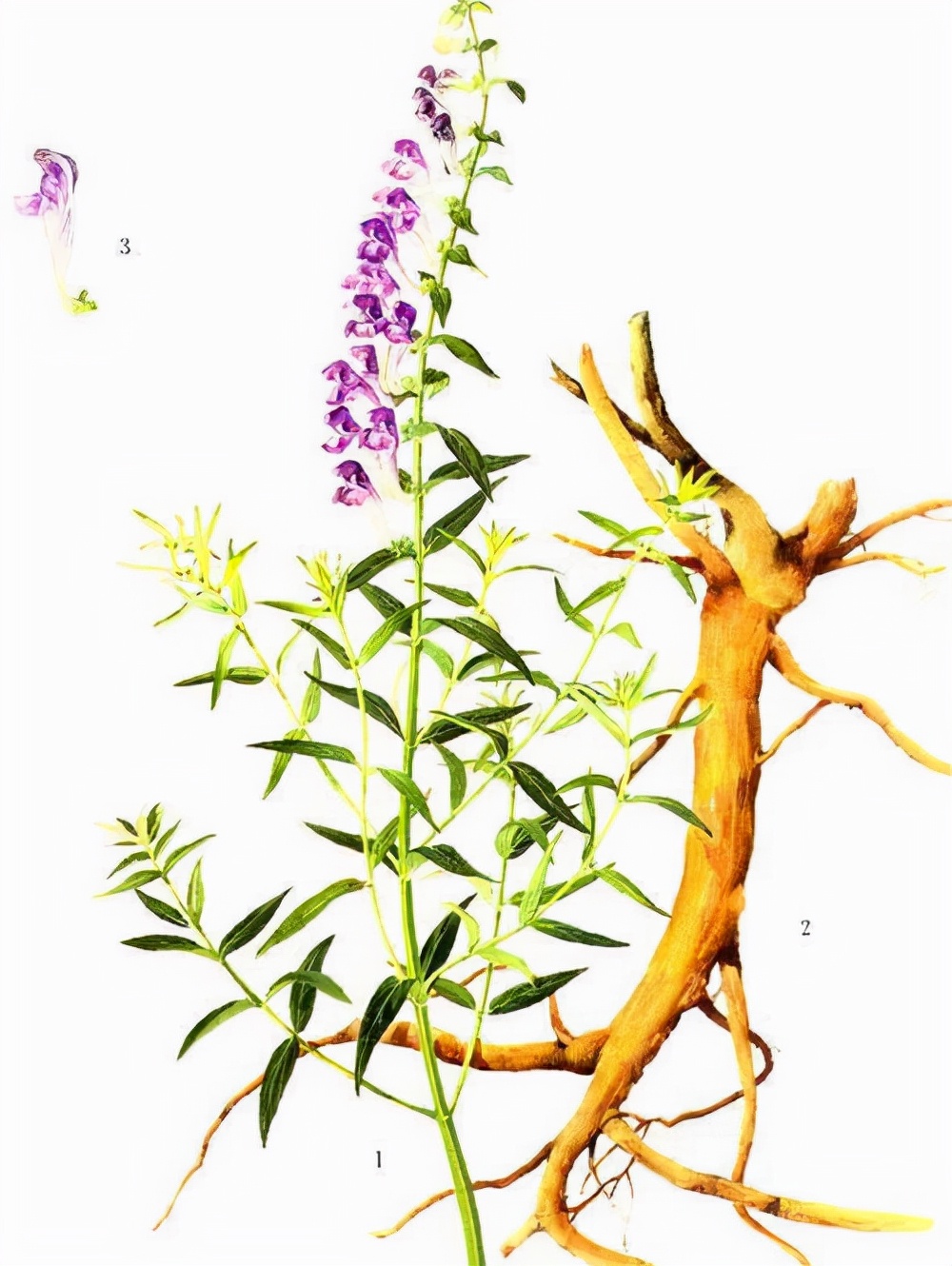 消痔汤真的能消痔吗,消痔汤治疗内痔可以吗