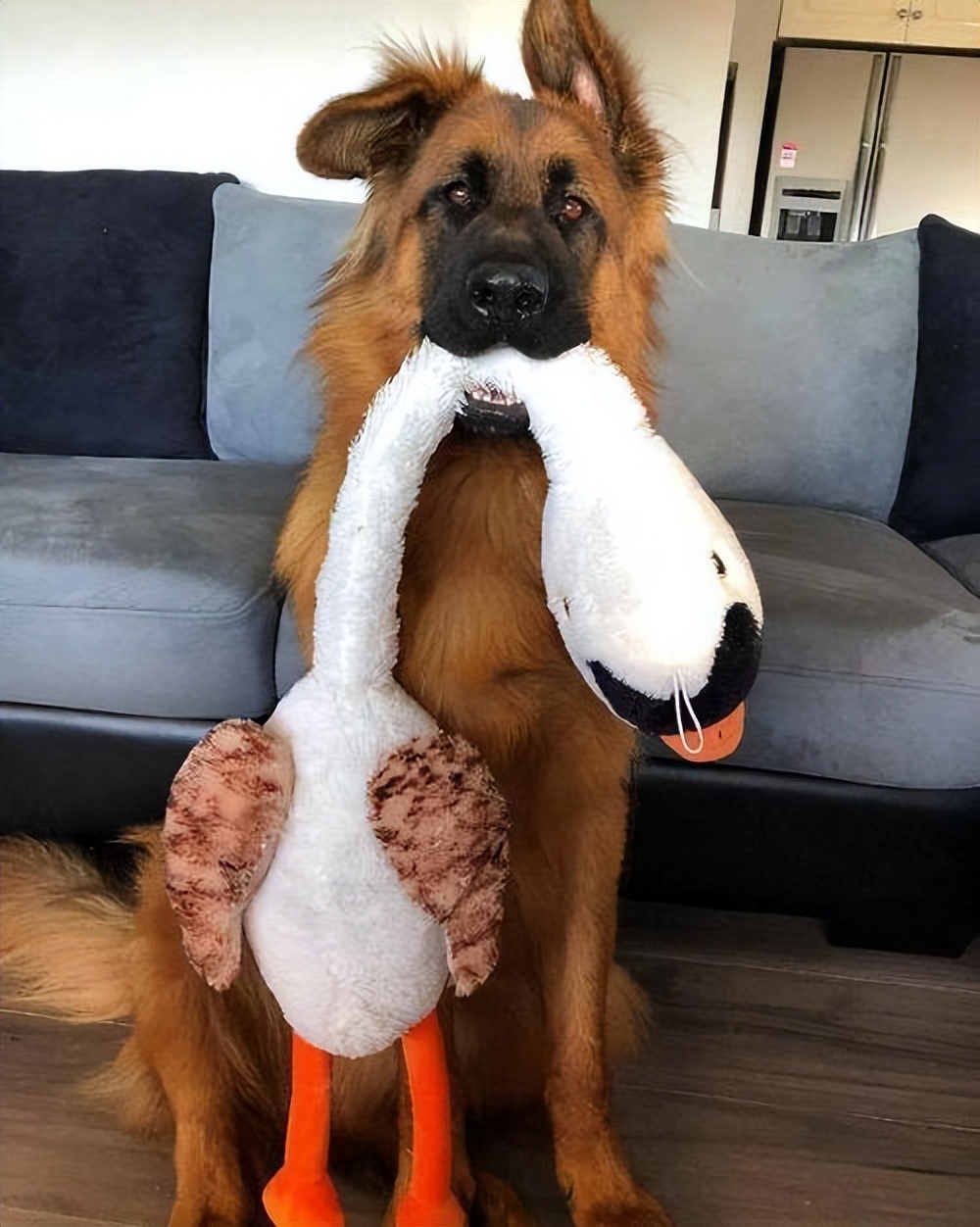 狗界暖男排名,狗界暖男德牧