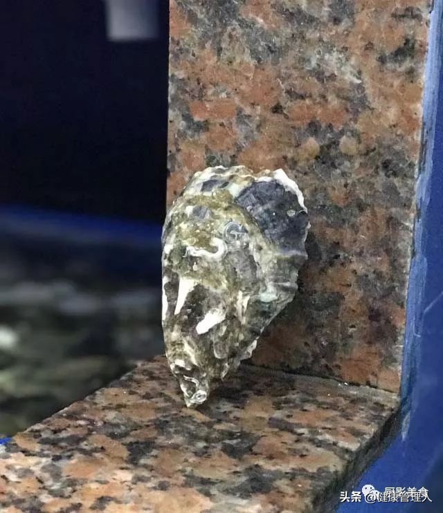 世界顶级海鲜食材,世界顶级的海鲜视频