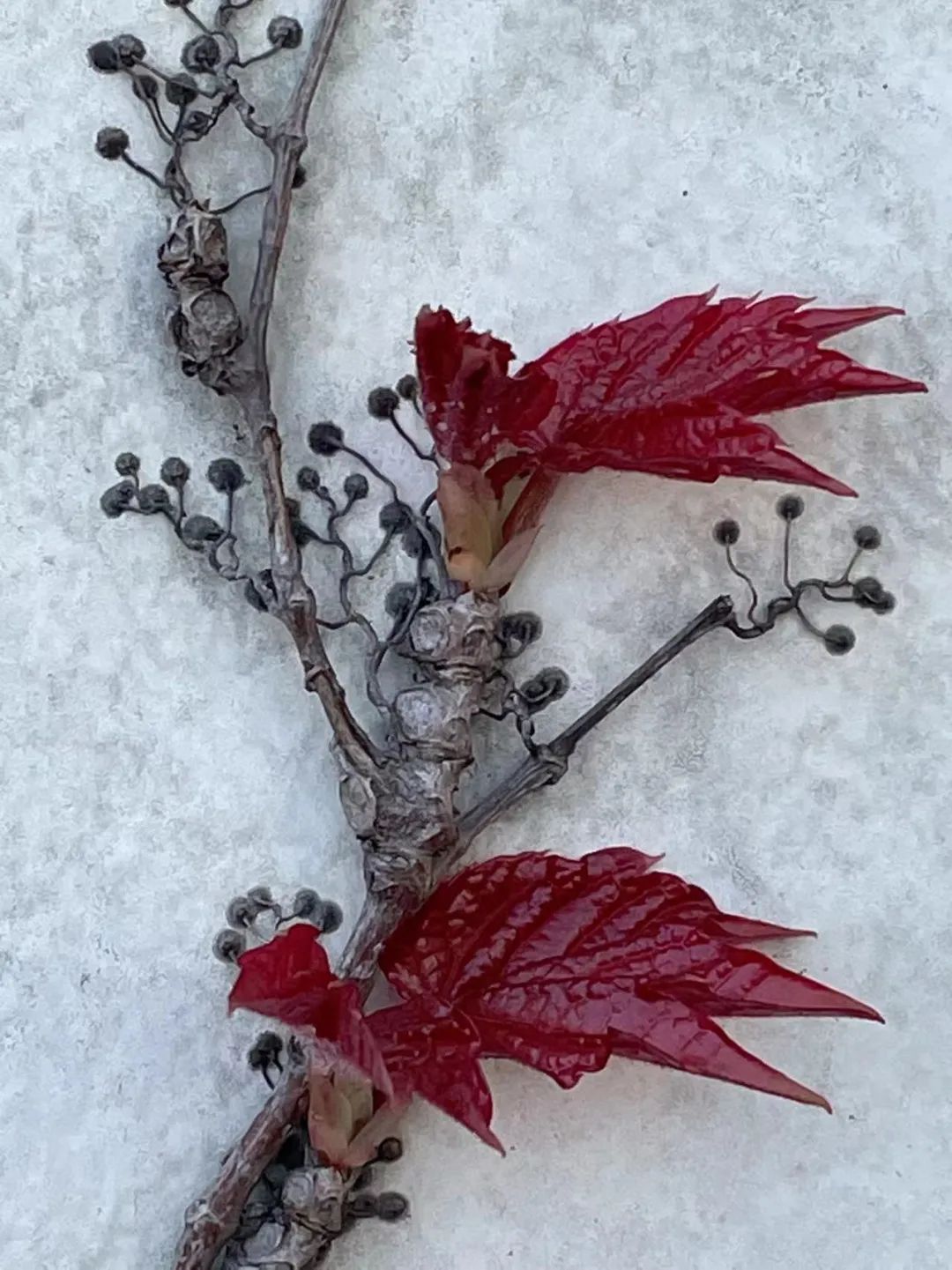 上海人的优势和缺点,上海人优点缺点