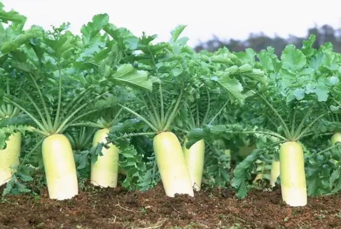 古代的饭后水果有哪些,古代什么水果最有营养