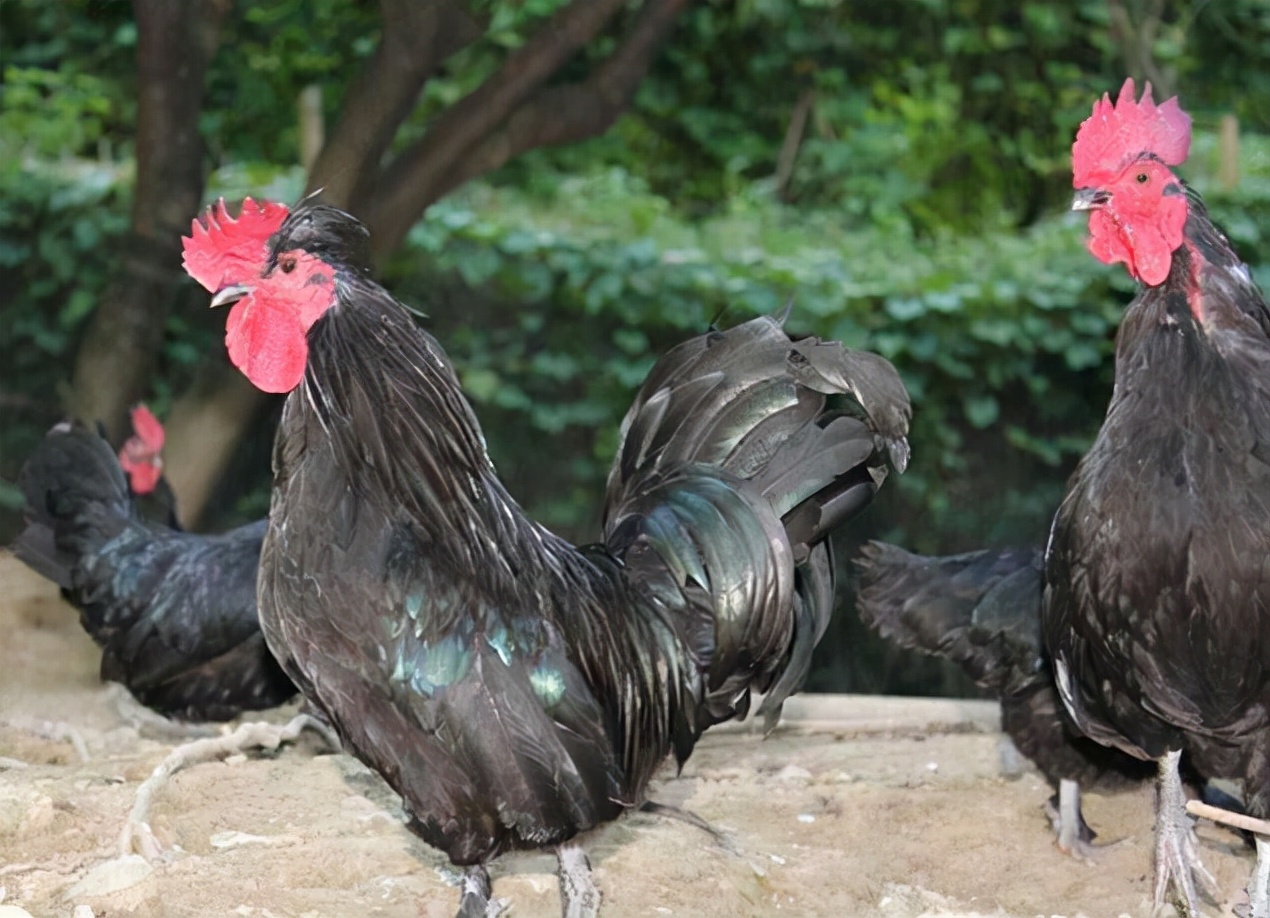 鸡霉菌毒素中毒怎么防治,鸡霉菌毒素最佳治疗方法