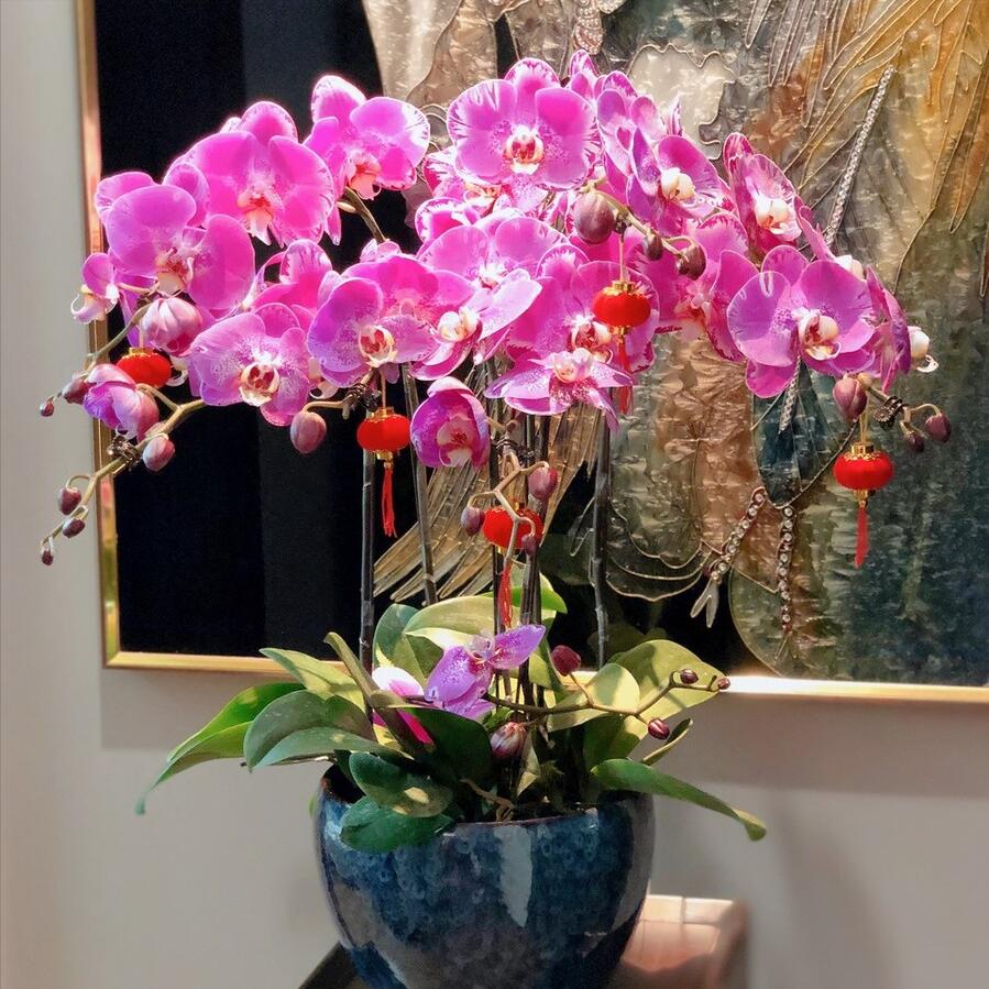 发财树富贵竹好运连连,发财树和富贵竹位置有什么讲究