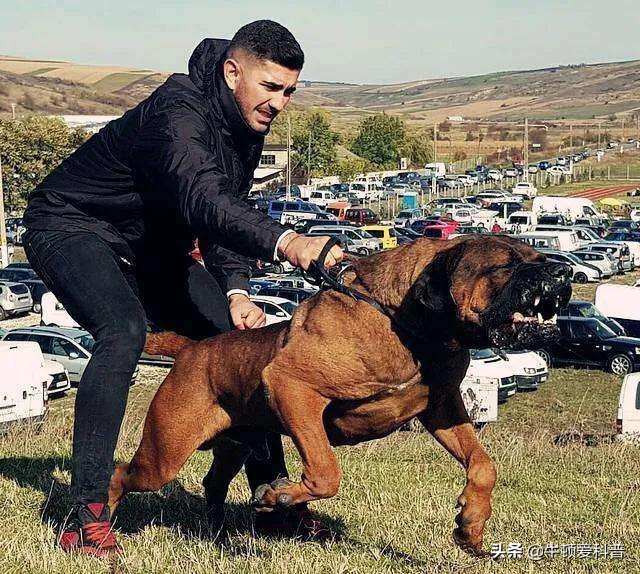 世界十大猛犬藏獒排第二名,世界排名前十的藏獒猛犬