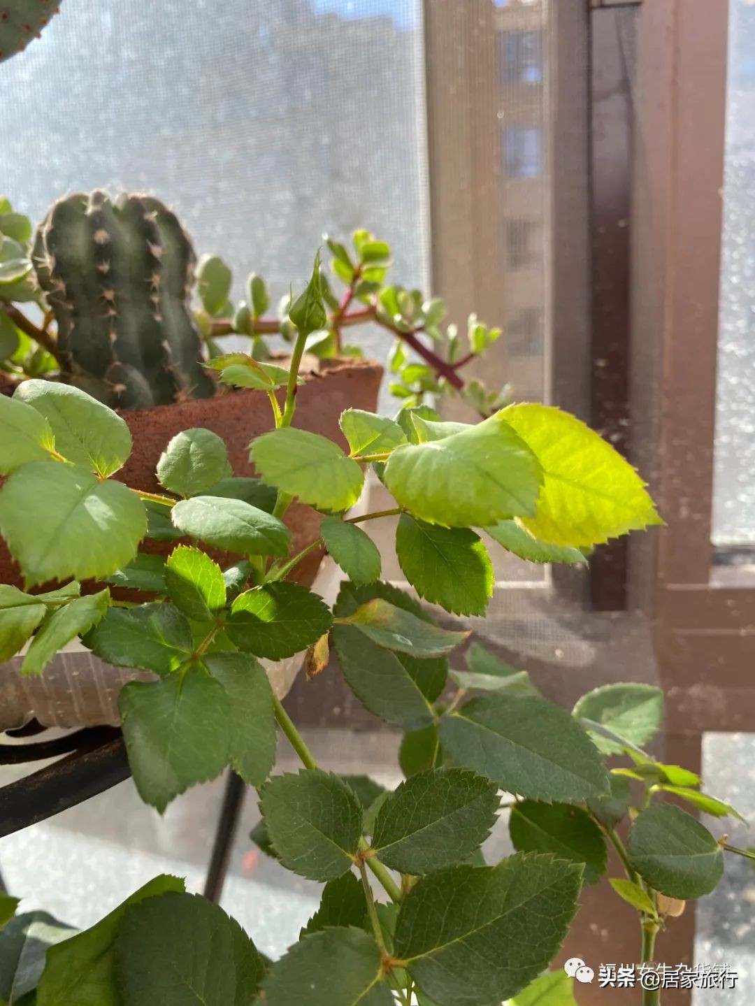 11/17,初冬的星期四