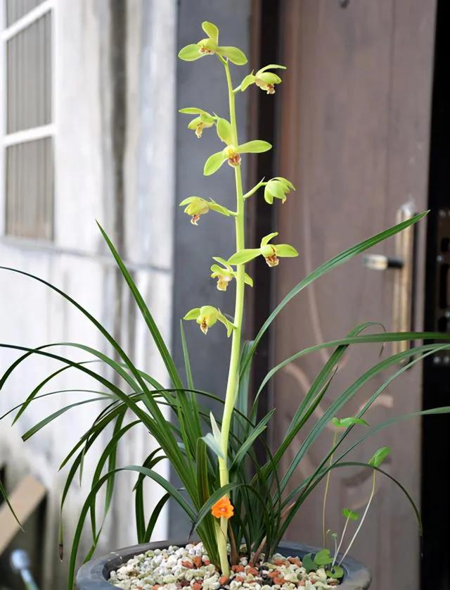 蕙兰老八种图片,蕙兰新八种图片高清