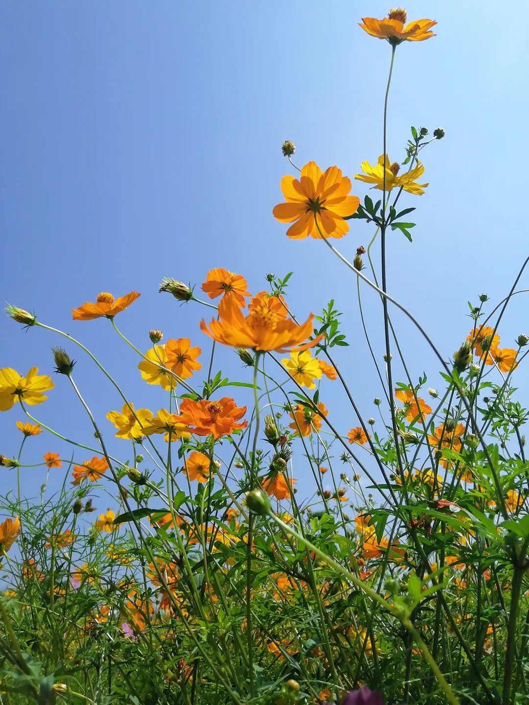 六一童真之旅,欢乐过六一儿童创意作品